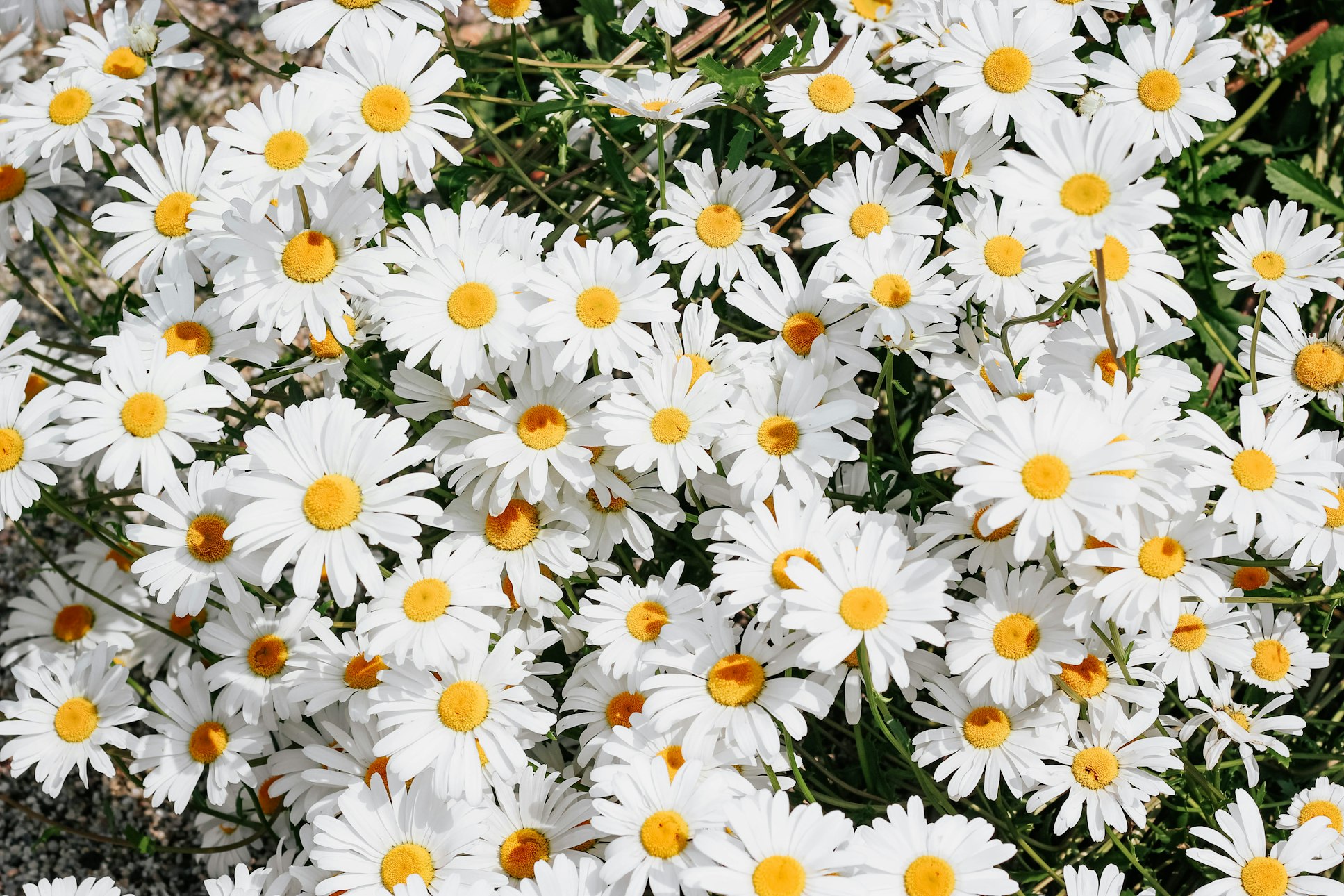 Daisy
