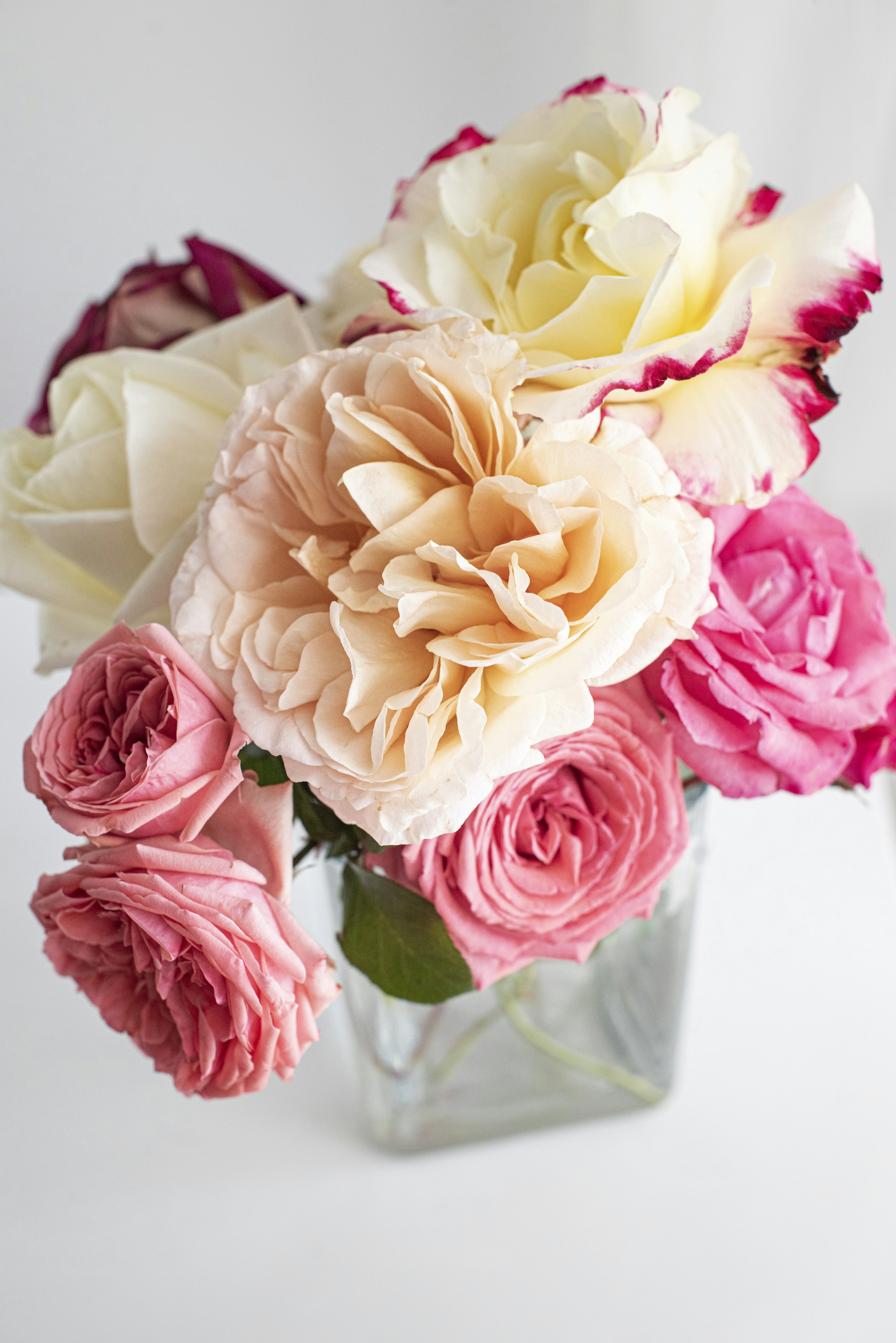 Elegant Sympathy
