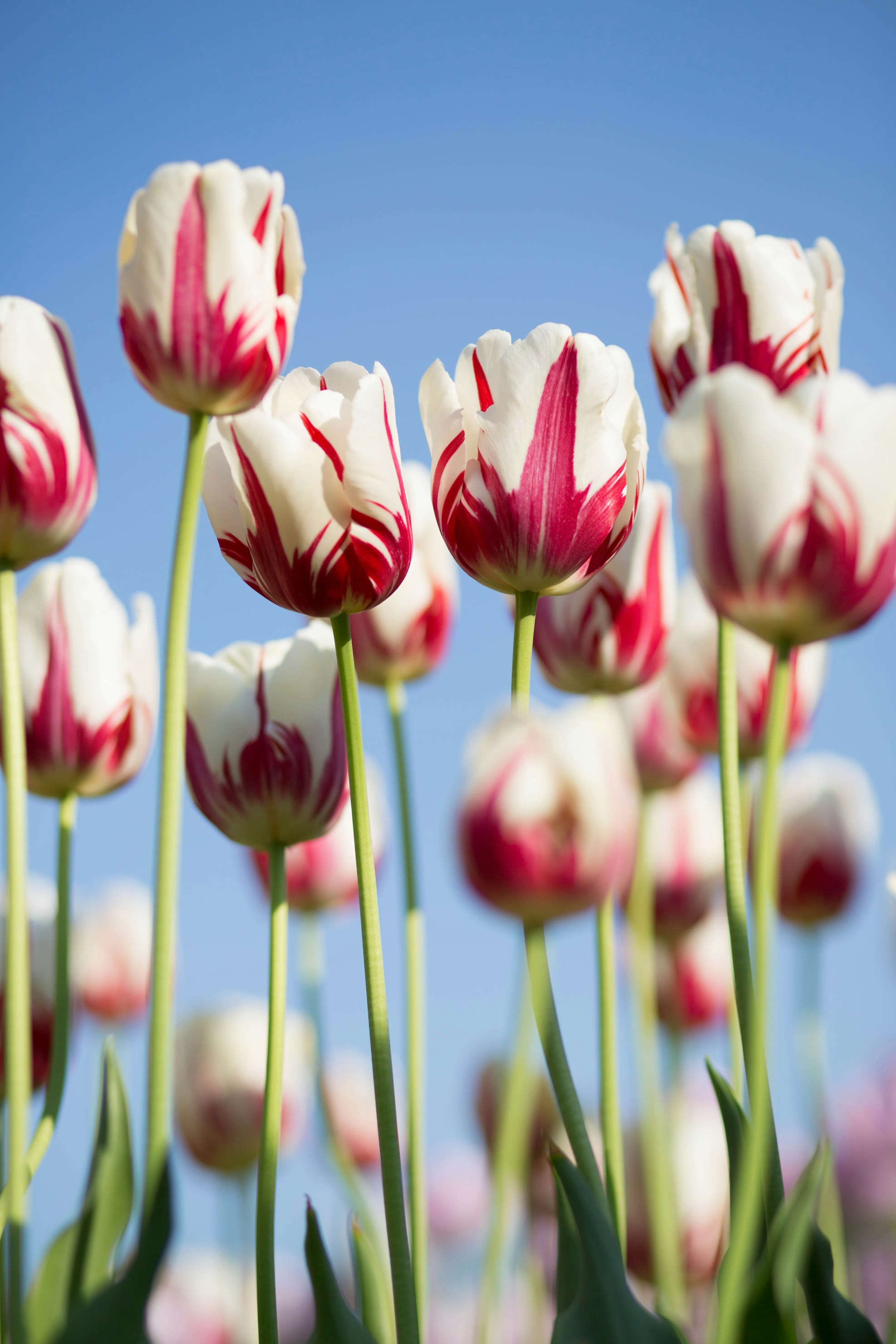 Hyacinth Dream