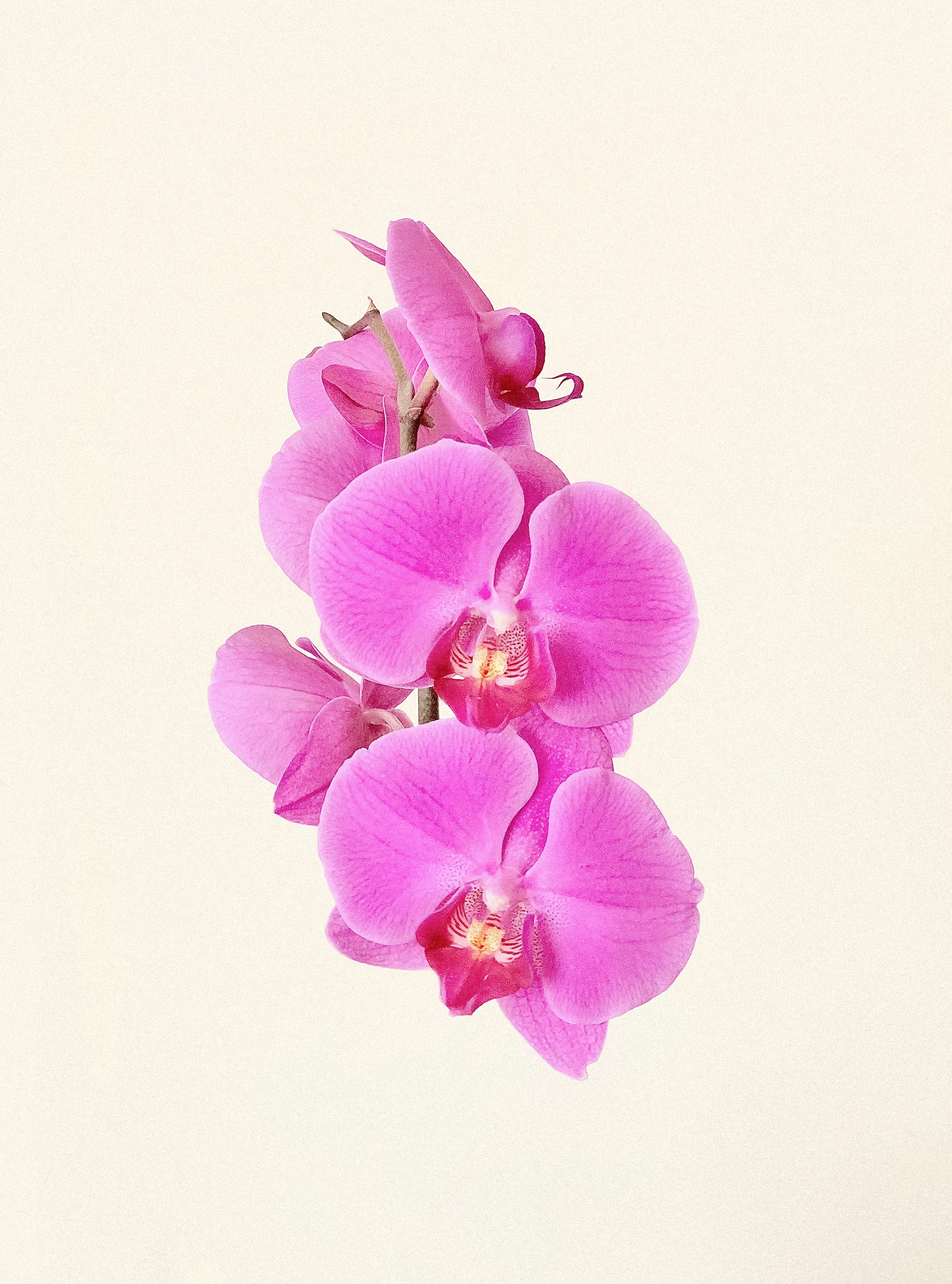 Exotic Orchids