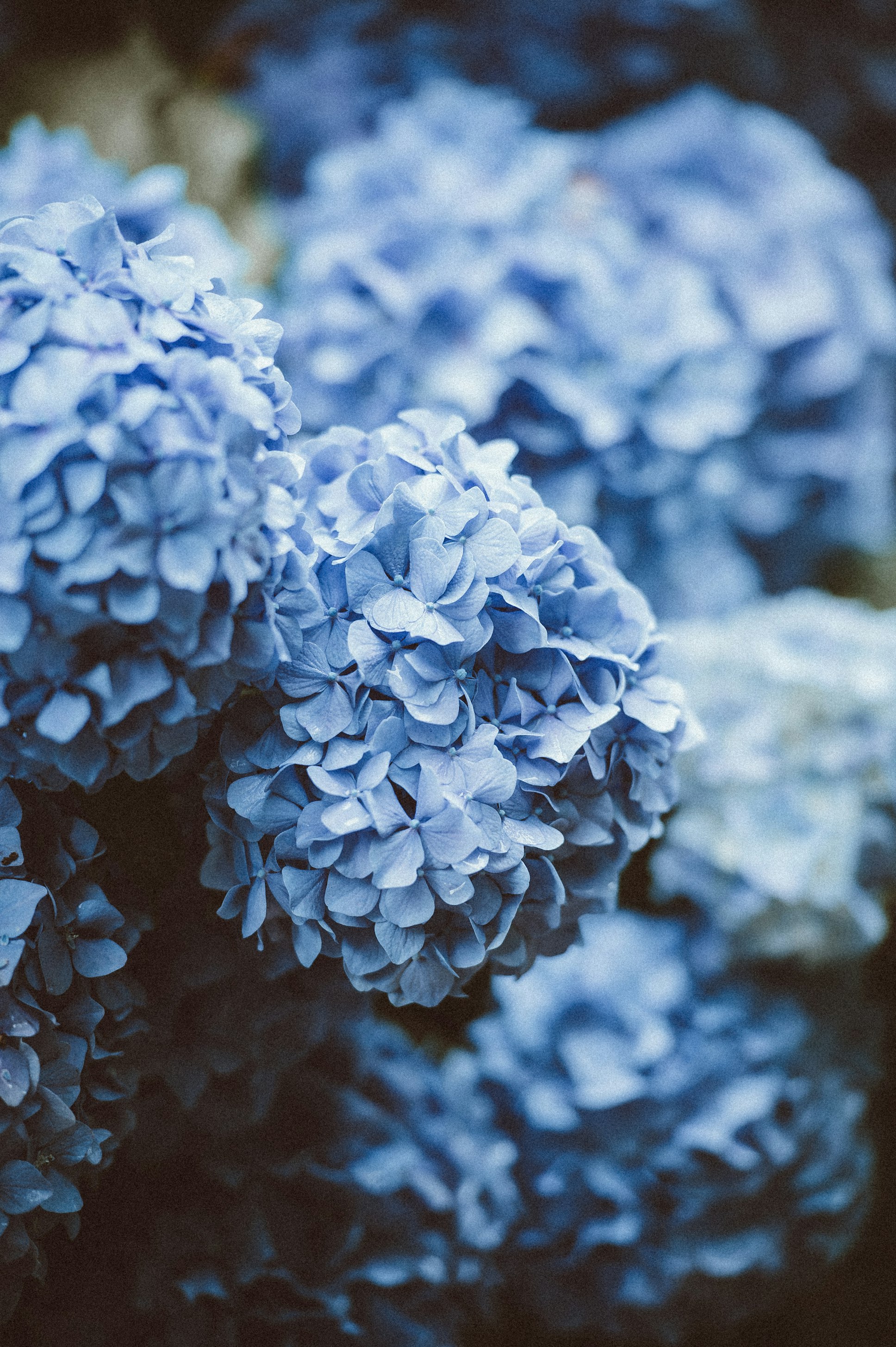 Hydrangea Heaven